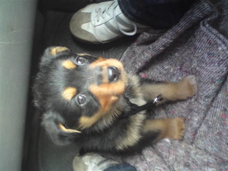 Rottweiler Didrik - Så vi på vej hjem til den nye ejer.. deeejligt..  billede 9