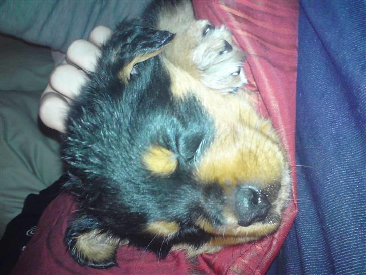 Rottweiler Didrik - Søøøøøvn , det er noget jeg kan li efter en bette gåtur..  billede 10