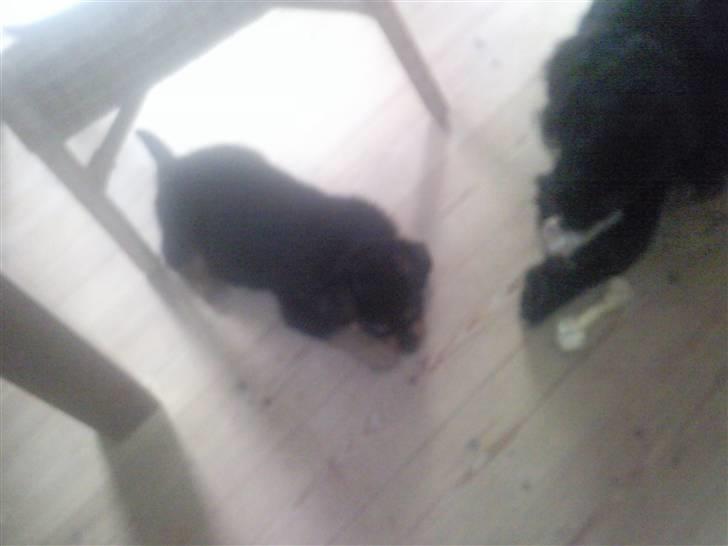 Rottweiler Didrik - Jeg vil os Have benet Coda.. ! (:  billede 11