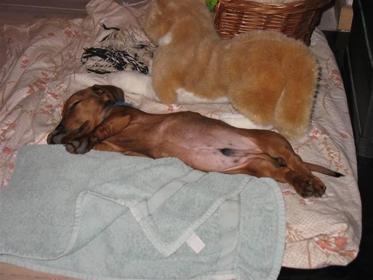 Gravhund Tikko DØD  :o( - napper lige en lur... billede 1