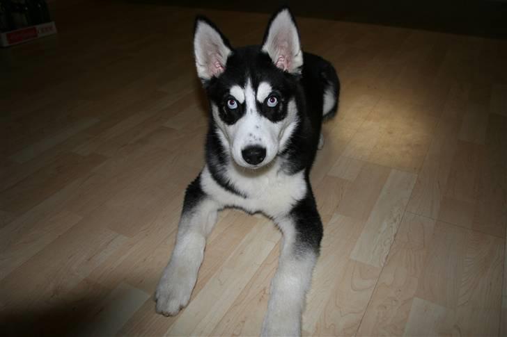 Siberian husky Enzo billede 5