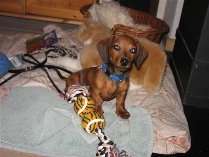 Gravhund Tikko DØD  :o( - Hej du, skal vi lege ? billede 2