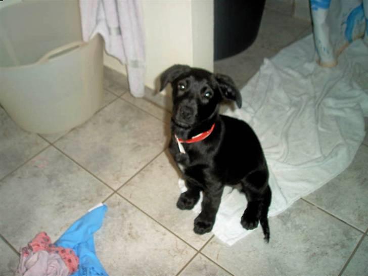 Blanding af racer Sussi billede 8