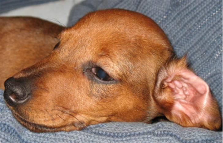 Gravhund Tikko DØD  :o( - Øj, jeg er altså lidt træt igen... billede 3