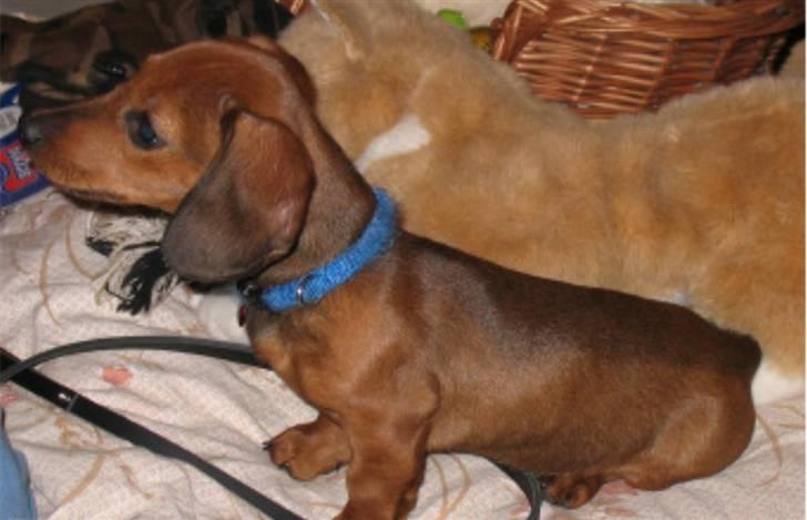 Gravhund Tikko DØD  :o( - Er lige kommet hjem til mit nye hjem.. billede 4