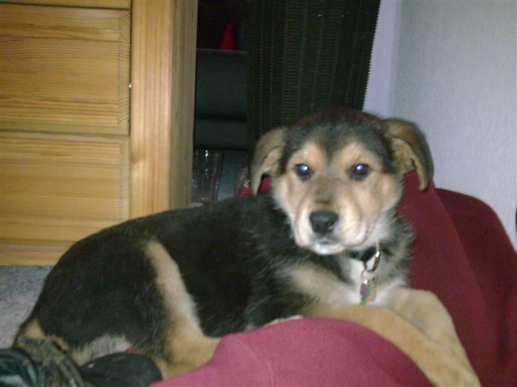 Blanding af racer Bailey billede 1