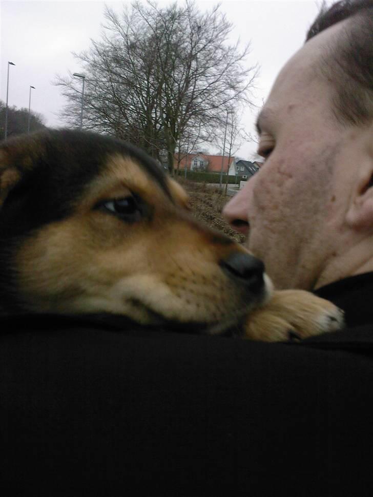 Blanding af racer Bailey billede 2