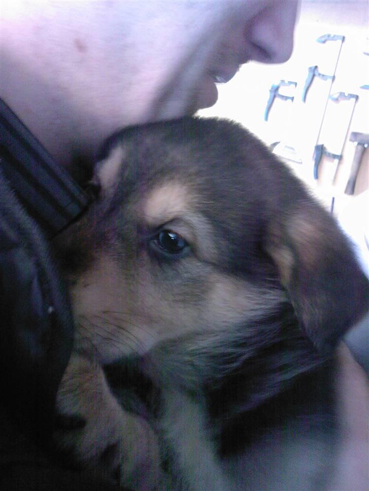 Blanding af racer Bailey billede 3