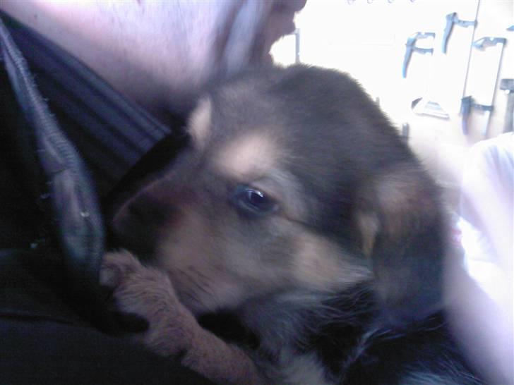 Blanding af racer Bailey billede 4