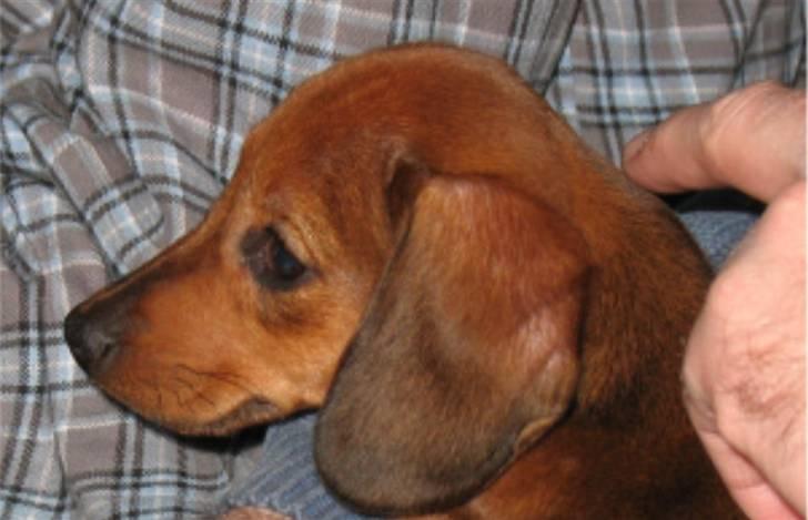 Gravhund Tikko DØD  :o( - Hej, Hamans Tikko er mit navn..  men bliver bare kaldt Tikko  ;o) billede 5