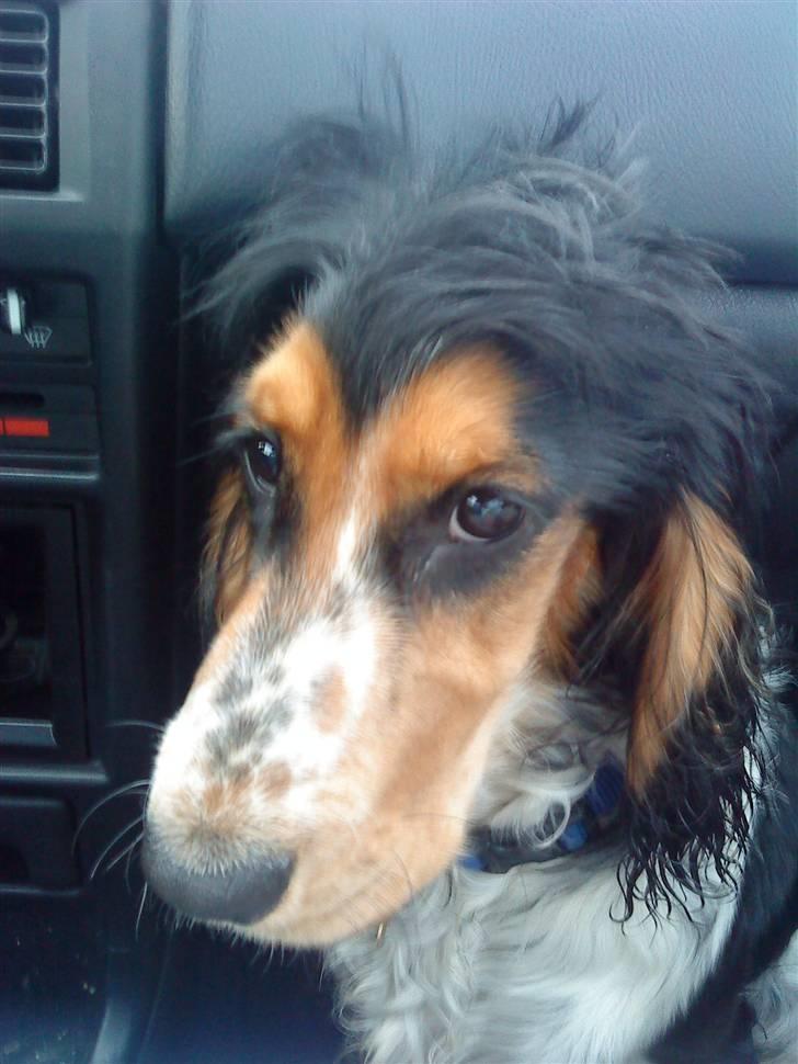 Cocker spaniel Felix billede 10