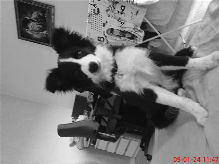 Border collie Mikkel billede 6