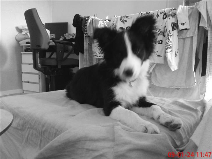 Border collie Mikkel billede 7