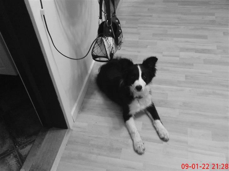 Border collie Mikkel billede 8