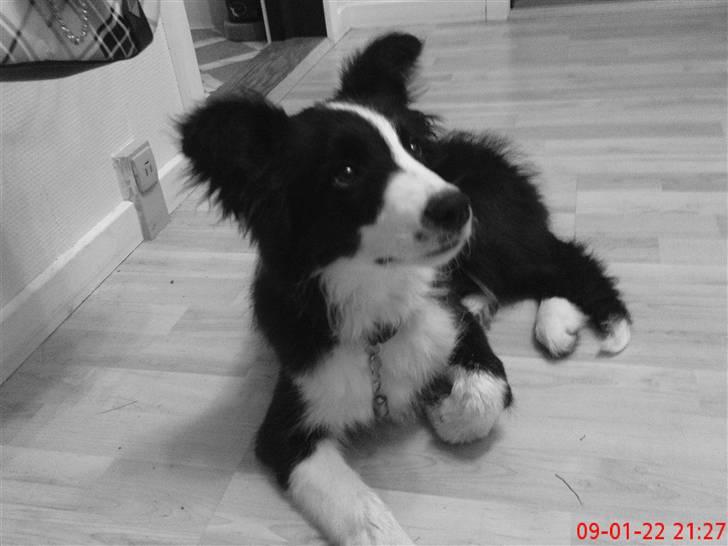 Border collie Mikkel billede 9