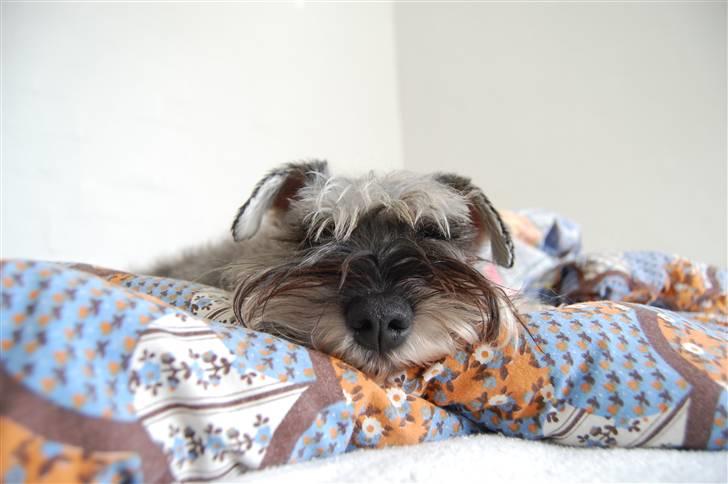 Dvaergschnauzer tulle billede 17