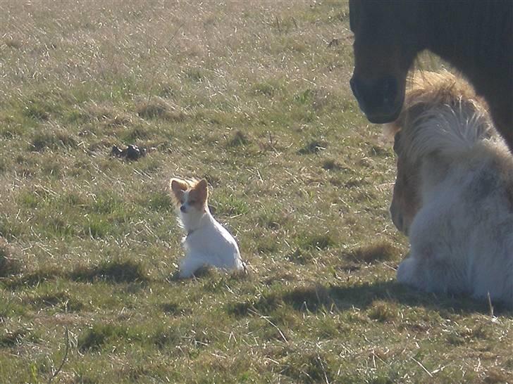 Papillon Chili - Chili hygger med hestene billede 12