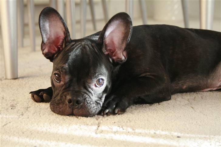 Fransk bulldog Milo billede 10