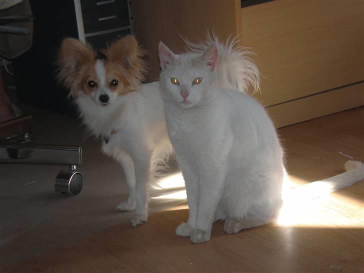 Papillon Chili - Chili sammen med vores kat Sigurd billede 13