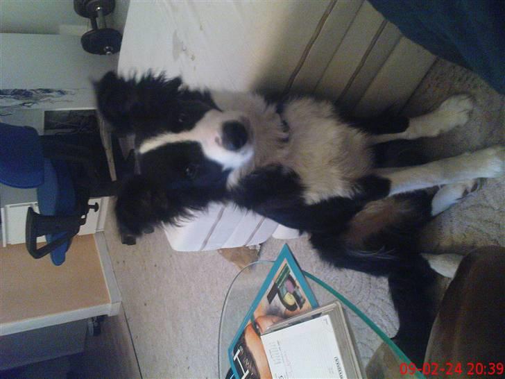 Border collie Mikkel billede 10
