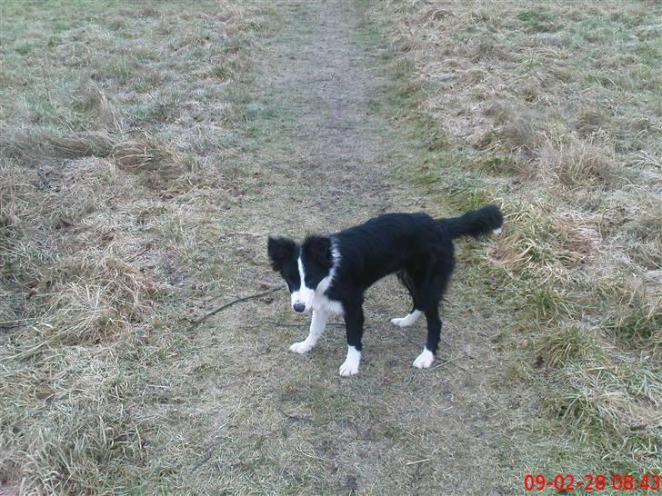 Border collie Mikkel billede 11