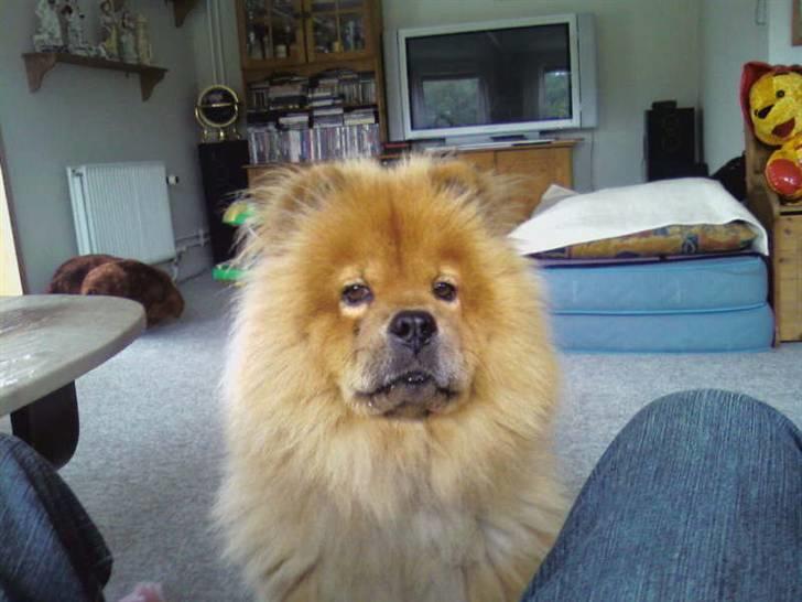 Chow chow molly billede 1