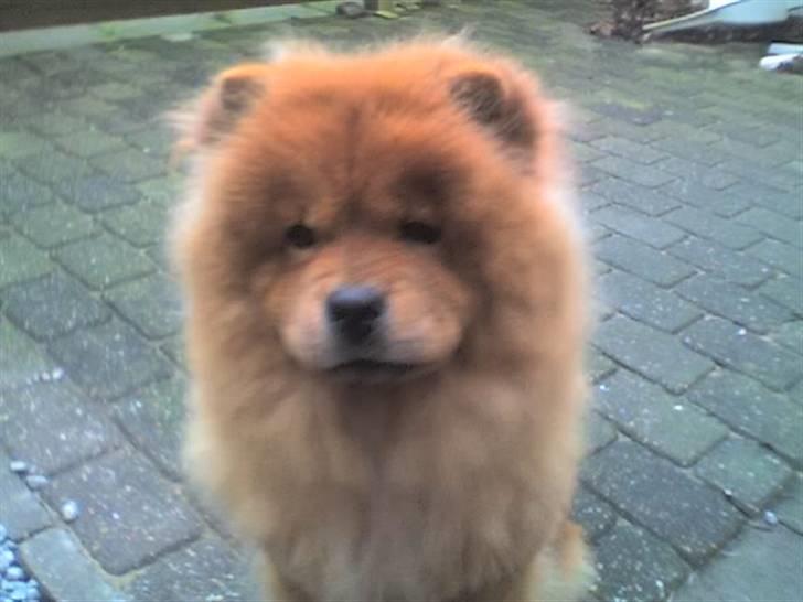 Chow chow molly billede 2