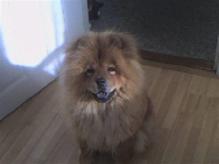 Chow chow molly billede 3