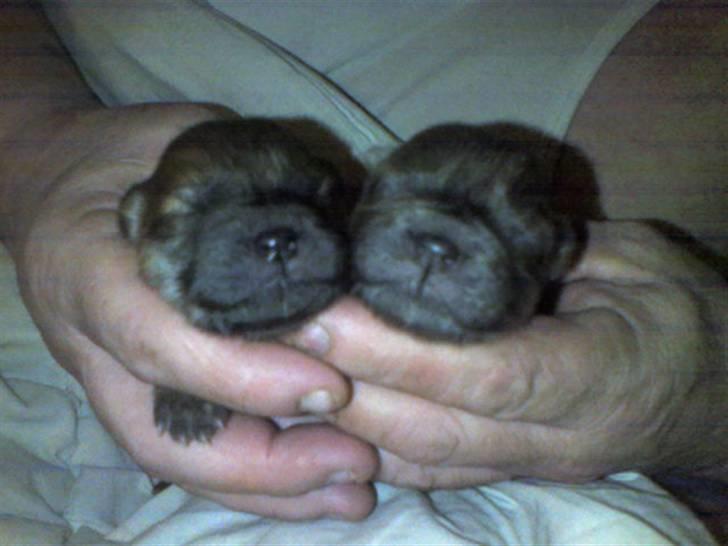 Chow chow molly - hendes hvalpe billede 4