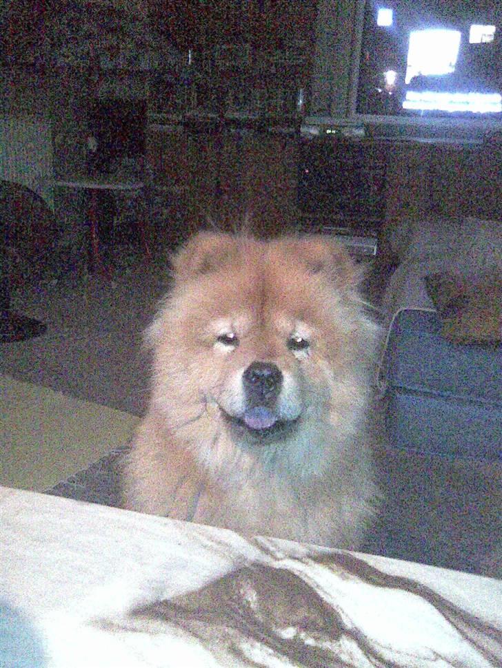 Chow chow molly billede 5