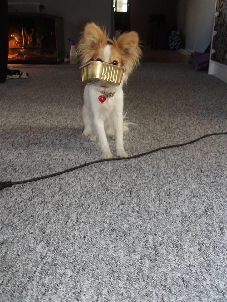 Papillon Chili - Chili fortæller at hun er sulten..! billede 14