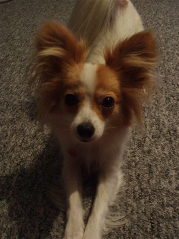 Papillon Chili billede 15