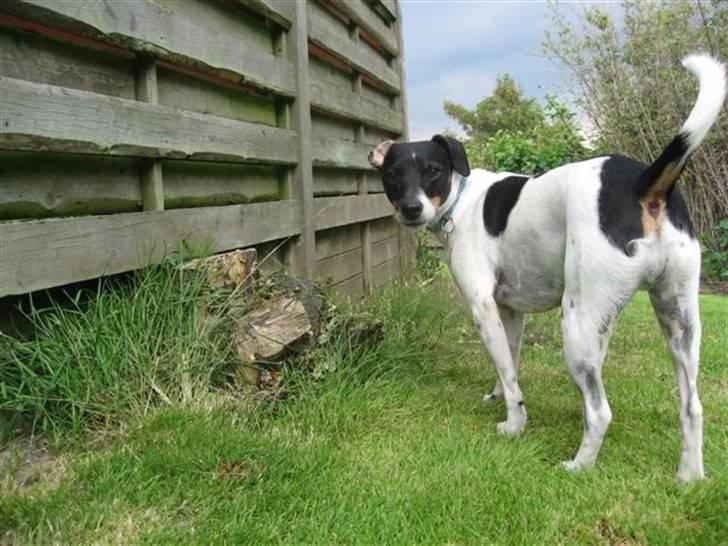 Dansk svensk gaardhund Eddie R.I.P. 28/6 2010 billede 1