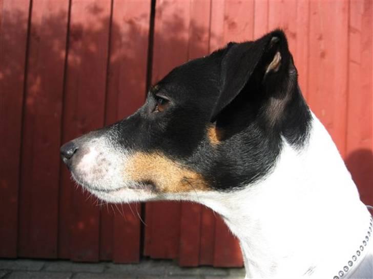Dansk svensk gaardhund Eddie R.I.P. 28/6 2010 - Smukke mig i profil... billede 2