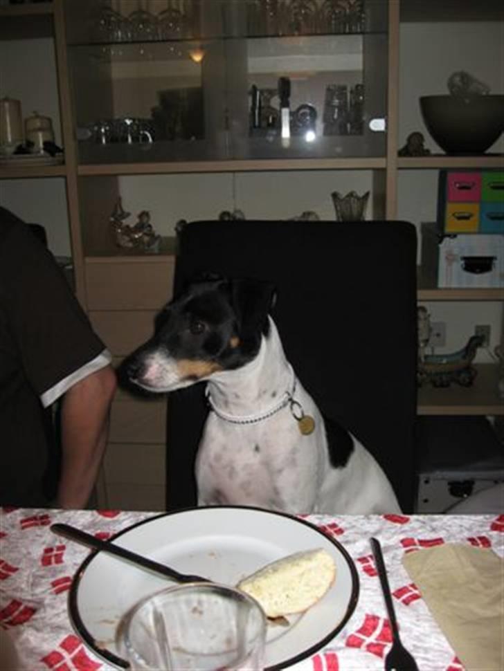 Dansk svensk gaardhund Eddie R.I.P. 28/6 2010 - Ja jeg spiser med kniv og gaffel, jeg er en fin herre nemlig. billede 3