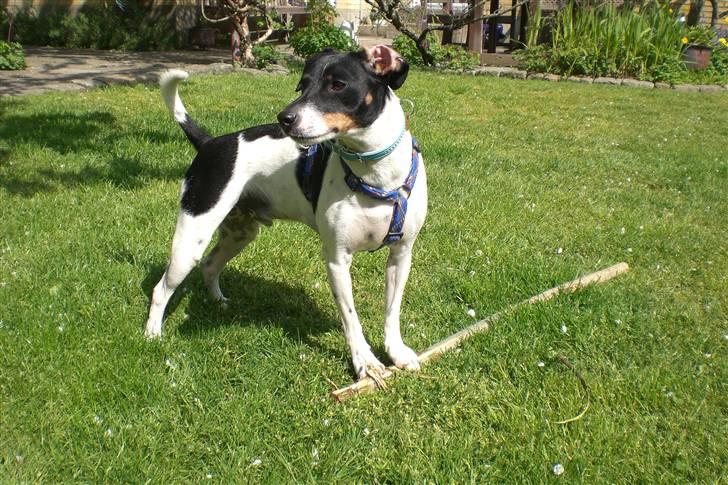 Dansk svensk gaardhund Eddie R.I.P. 28/6 2010 billede 4