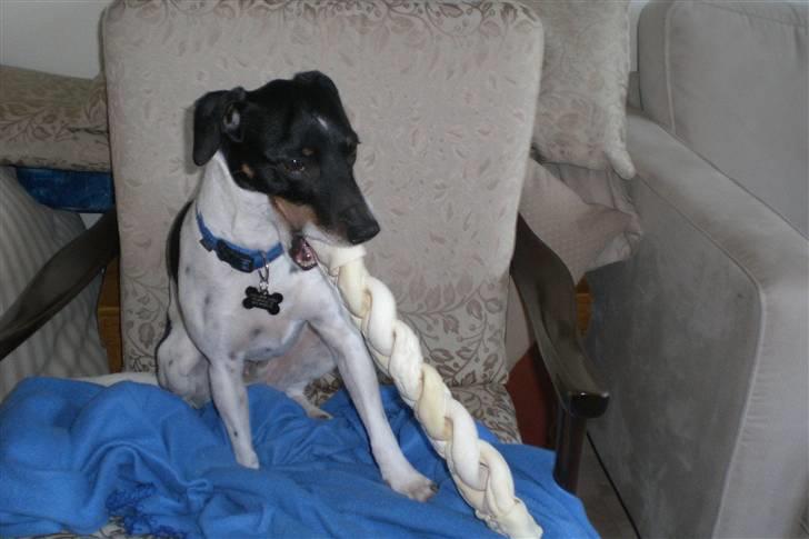 Dansk svensk gaardhund Eddie R.I.P. 28/6 2010 - Et der var mindre ku ikke gøre det. billede 5