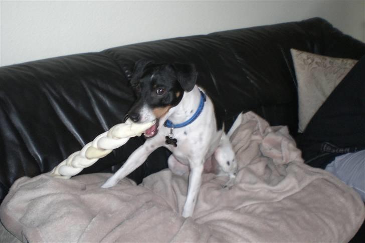 Dansk svensk gaardhund Eddie R.I.P. 28/6 2010 billede 6