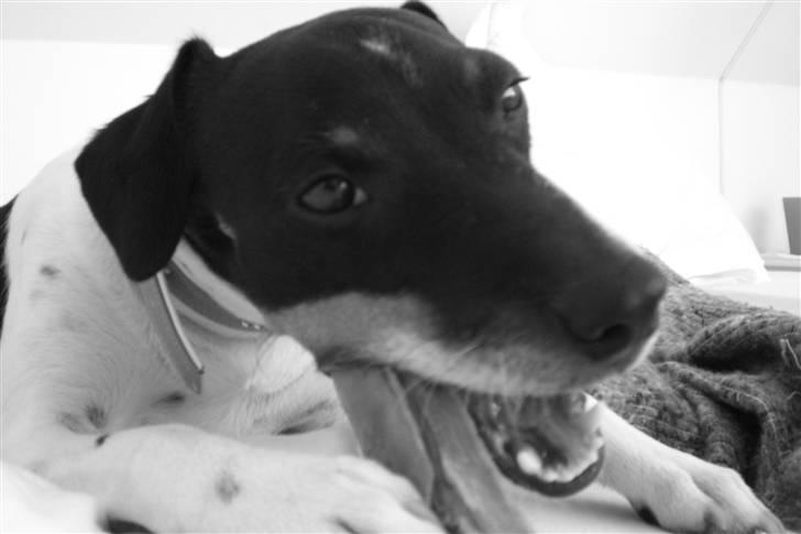 Dansk svensk gaardhund Eddie R.I.P. 28/6 2010 - Elsker mine tyggeben. billede 7