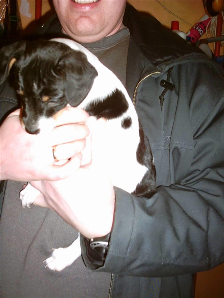 Dansk svensk gaardhund Eddie R.I.P. 28/6 2010 billede 8