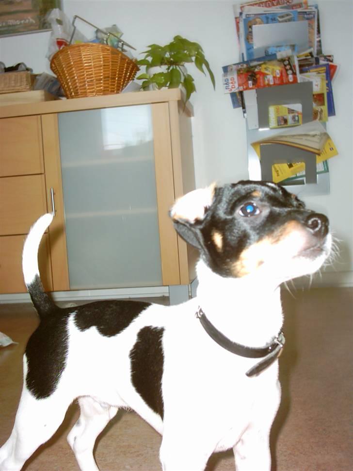 Dansk svensk gaardhund Eddie R.I.P. 28/6 2010 - Mine ører har altid ville vende sådan, men jeg hører ikke bedre mærkeligt nok, ik??? billede 9