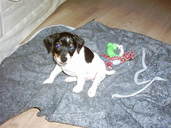 Dansk svensk gaardhund Eddie R.I.P. 28/6 2010 - Her er jeg 8 uger gammel, lille og buttet. billede 10