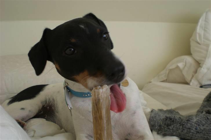 Dansk svensk gaardhund Eddie R.I.P. 28/6 2010 - Række tunge ka jeg også, he he, selvom jeg spiser ben. billede 11