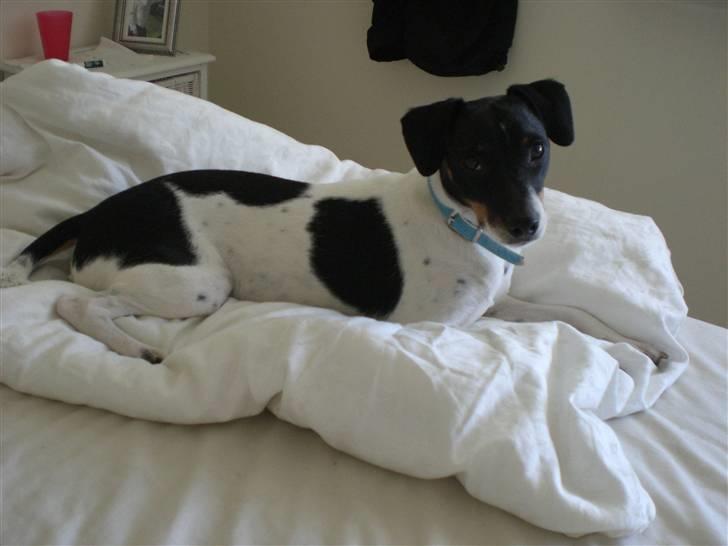 Dansk svensk gaardhund Eddie R.I.P. 28/6 2010 - Jeg er så træt, la mig nu sove. billede 12