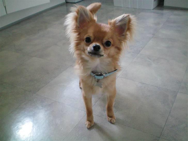 Chihuahua speddy billede 6