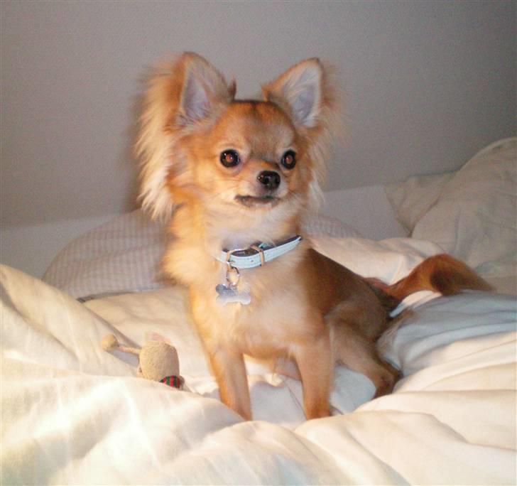 Chihuahua speddy - søndag den 8. marts 09 billede 7