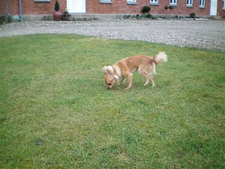 Chihuahua speddy billede 8