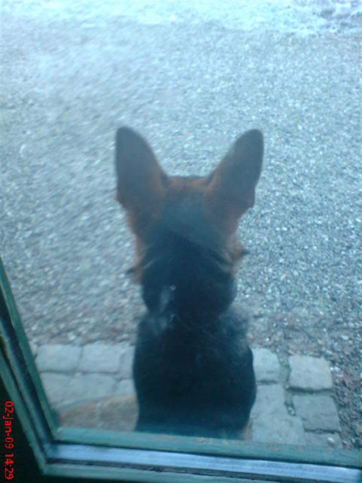 Schæferhund Taison - Vagthunden foran døren og holder øje :D billede 9