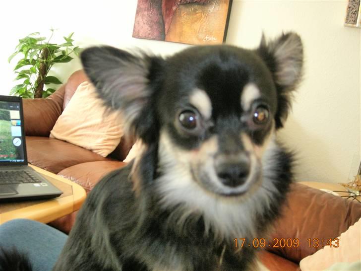 Chihuahua Lui billede 1