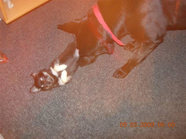 Chihuahua Lui billede 2